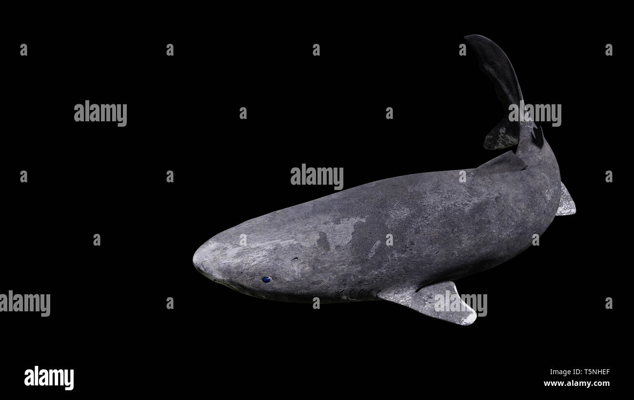La natation, le requin du Groenland Somniosus microcephalus isolé sur fond noir Banque D'Images