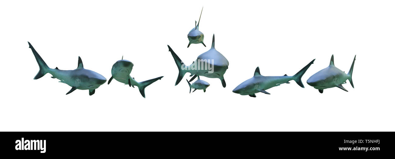 Groupe de requins silvertip isolé sur fond blanc , 3d illustration banner Banque D'Images