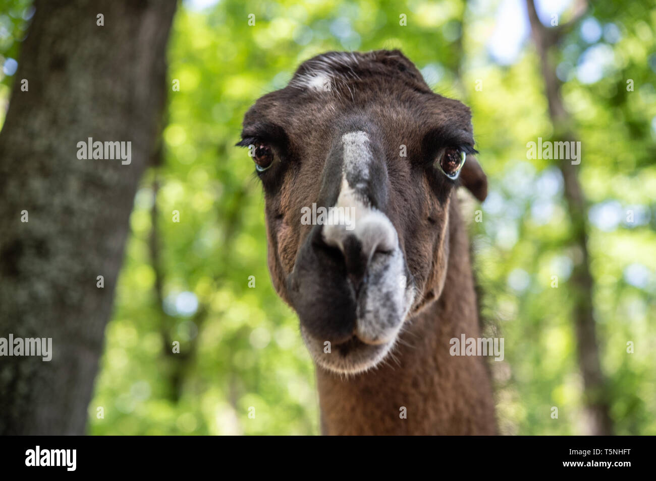 Portrait de lama, Lama glama camélidés, Banque D'Images