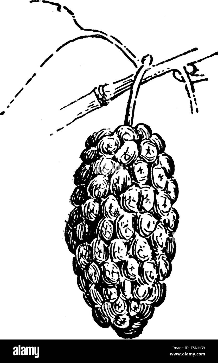 Une photo montrant des fruits du mûrier. Les mûres blanches sont les doux, hanging fruits d'un genre d'arbres à feuilles caduques qui poussent dans une variété de zones tempérées un Illustration de Vecteur