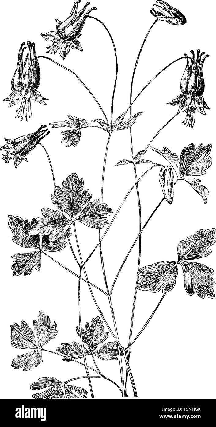 L'ancolie est une excellente plante vivace avec de belles fleurs en forme de cloche, les feuilles de cette plante sont composées et les fleurs contiennent cinq sépales Illustration de Vecteur
