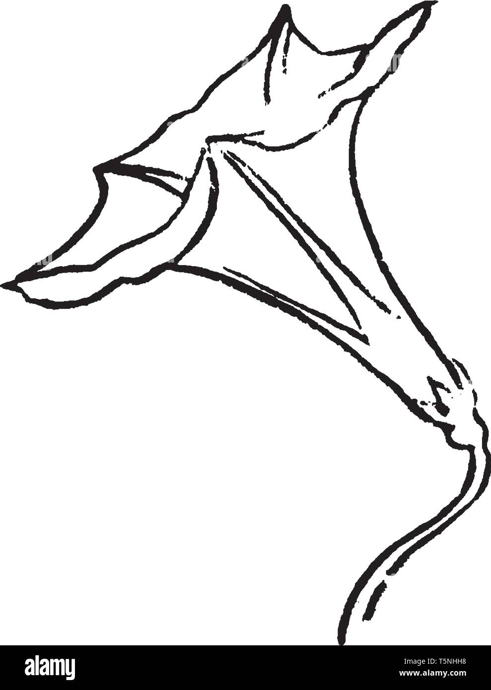 Une photo montre fleur. C'est fleurs en forme de cloche, vintage dessin ou gravure illustration. Illustration de Vecteur