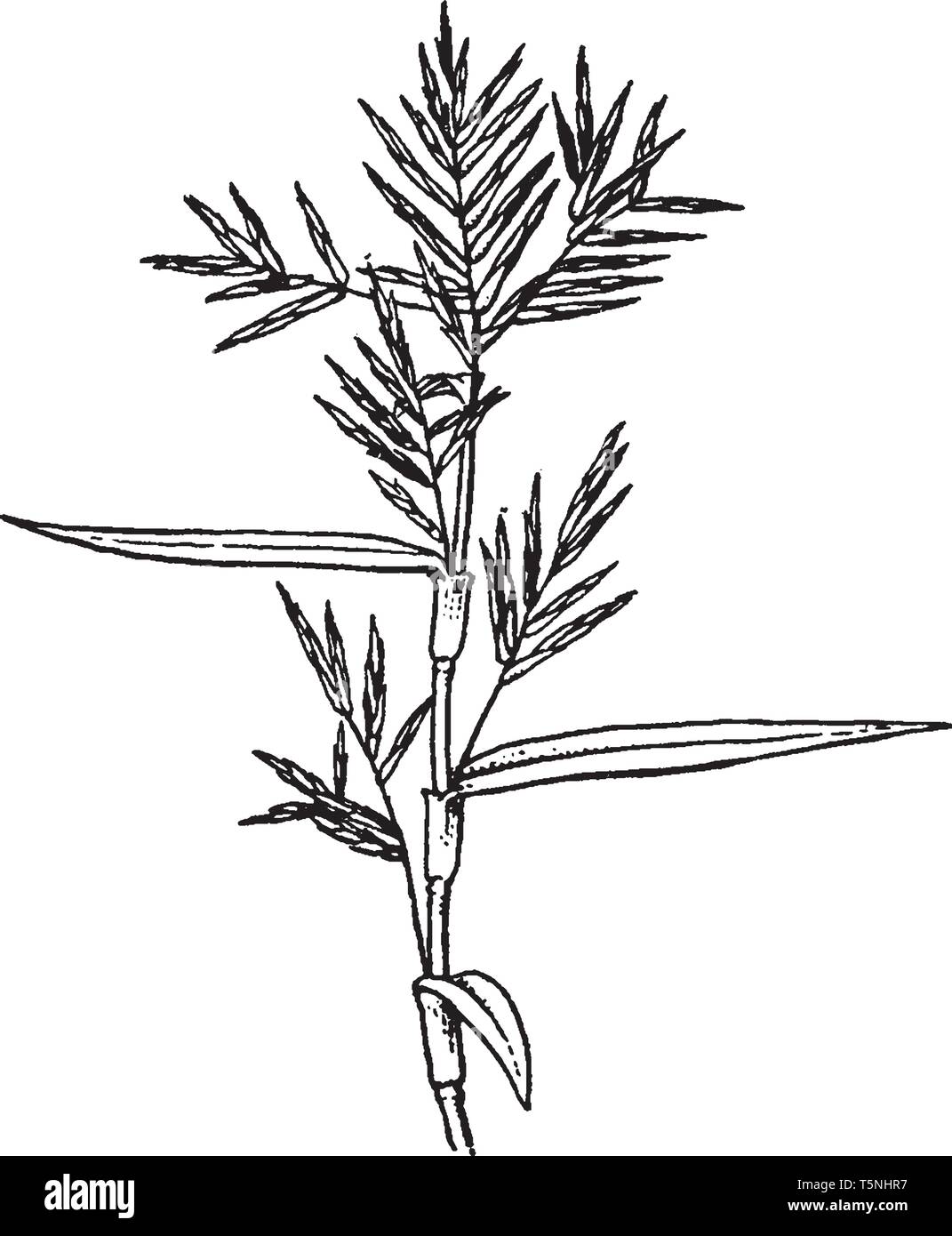 Une photo est montrant Dulichium. Dulichium arundinaceum est nom binominal pour Dulichim. Il s'agit d'un milieu aquatique ou semi-aquatique, plante vintage dessin Illustration de Vecteur