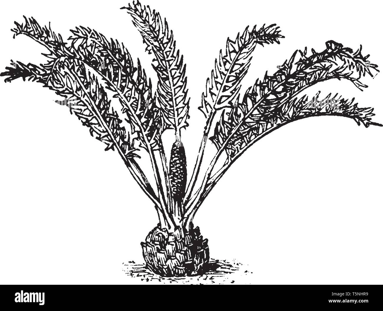 Une fougère est membre d'un groupe de plantes vasculaires. Le nombre d'espèces de fougères est d'environ 9 000, vintage dessin ou gravure illustration. Illustration de Vecteur