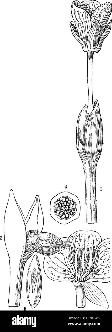 Le pineappleis une plante tropicale avec un composé de fruits comestibles de multiples baies. coalescentes Il est divisé en parties, comme illustré dans l'image, vintage lin Illustration de Vecteur