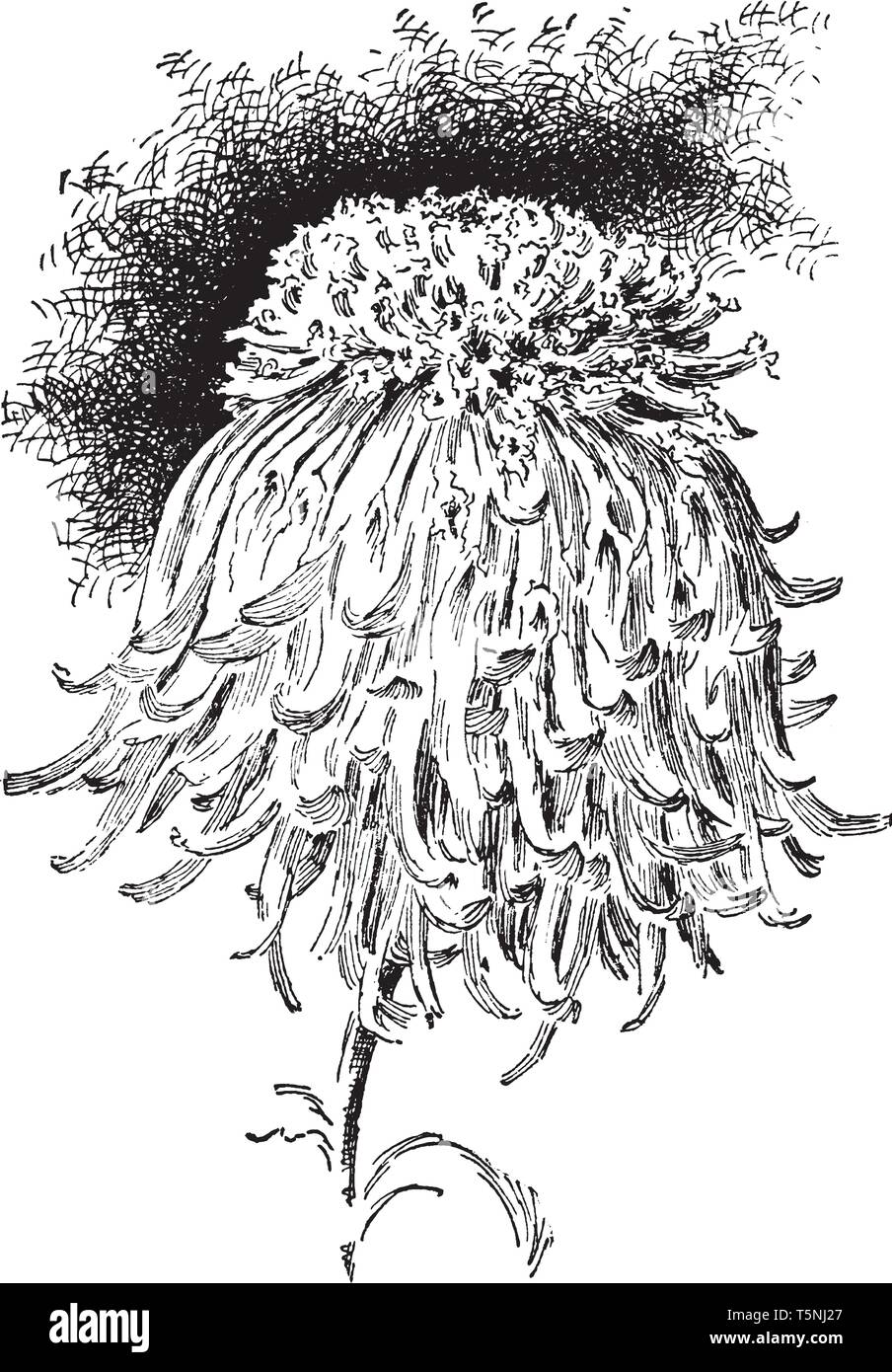L'image montre une anémone japonaise chrysanthème. Le pistil d'un ovule. Ils sont quatre pouces ou plus dans l'ensemble et ont un contour irrégulier, vinta Illustration de Vecteur