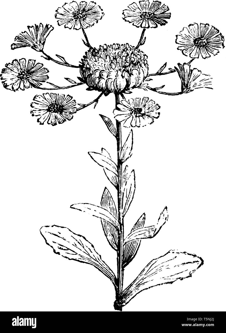 Calendula officinalis Prolifera est une plante à fleurs. Il s'agit d'une variété de marigold, vintage dessin ou gravure illustration. Illustration de Vecteur