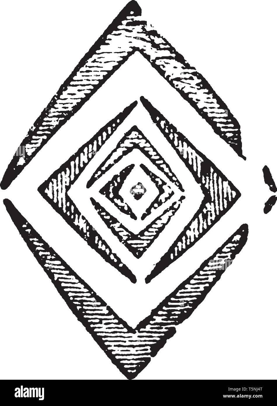 Photo montre la section transversale d'un bourgeon dans lequel les feuilles sont coupées en forme de diamants, vintage dessin ou gravure illustration. Illustration de Vecteur