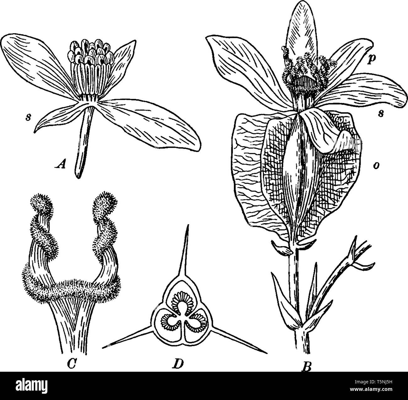 Il y a partie interne de Begonia. Les fleurs ont cinq pétales et sépales, étamines fabriqué à partir de filaments et de l'anthère. Il y a deux stigmates, vintage line drawin Illustration de Vecteur