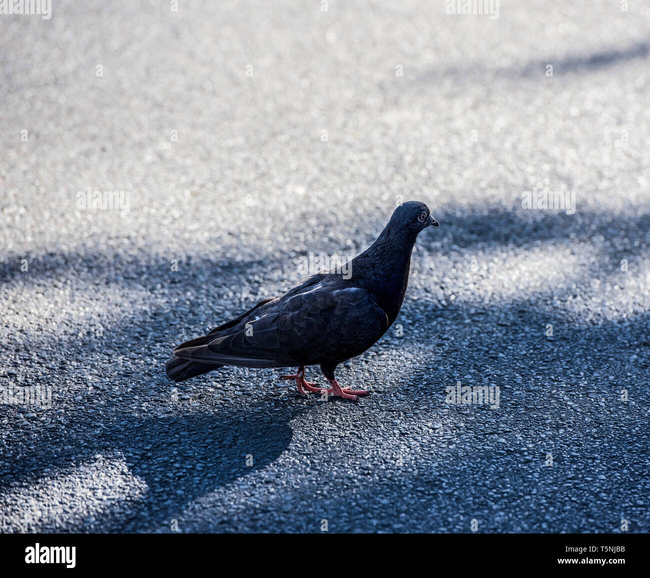 Le pigeon biset, ou pigeon de seul, isolé sur une route asphaltée. Banque D'Images