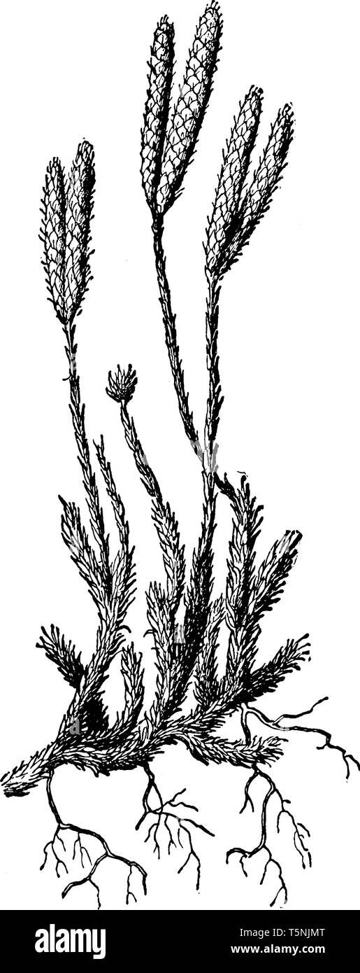 Clubmoss est de classe de plantes plantes vasculaires et sa tige petit roulement, l'échelle-comme des feuilles, vintage dessin ou gravure illustration. Illustration de Vecteur