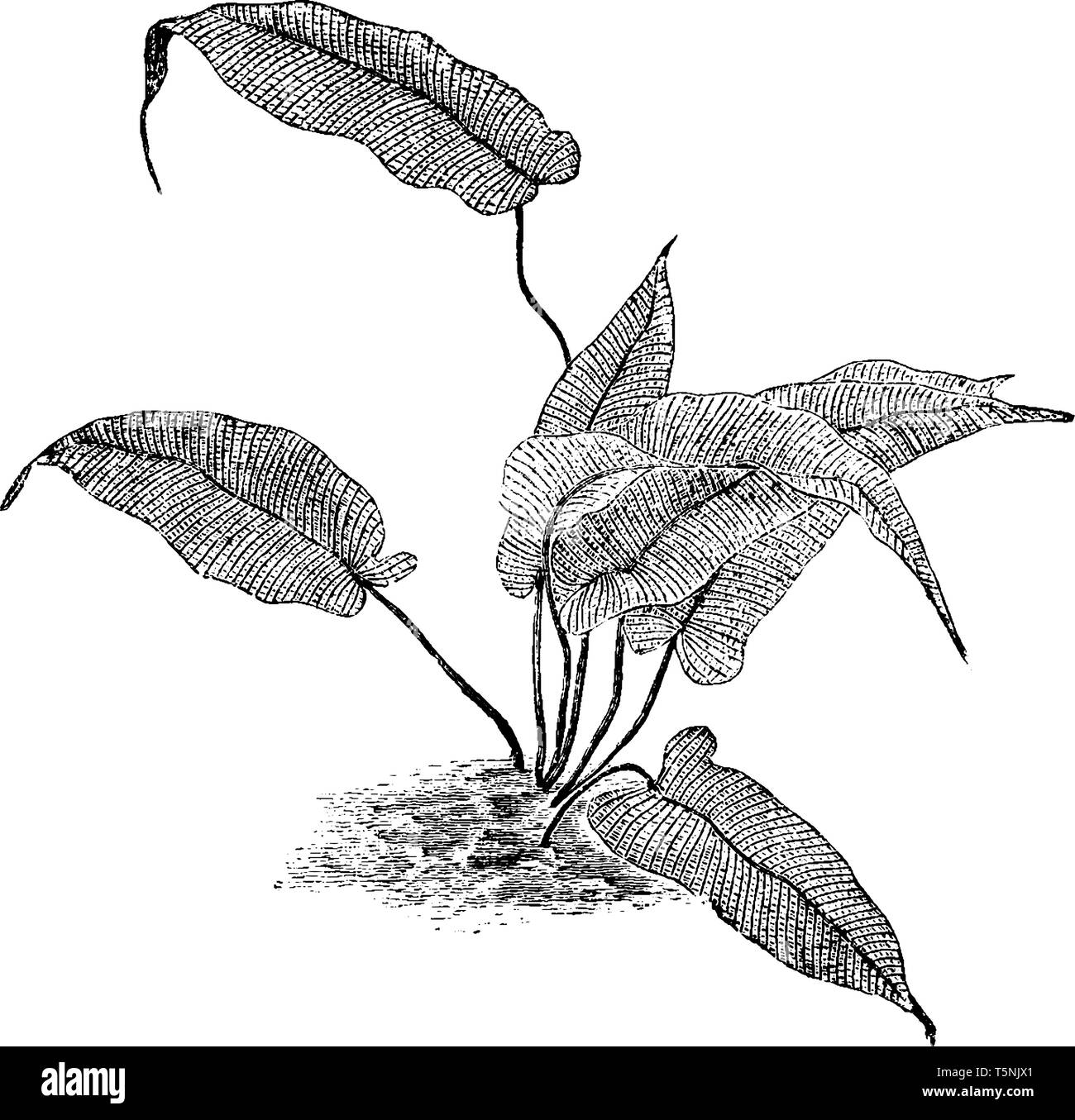 Il s'agit d'Meniscium plantes Simplex. Les feuilles sont longues, plat, et en forme d'oeuf et il a l'extrémité en forme d'aiguille. Forte d'un sèche-lignes sont présents sur les feuilles, vintage Illustration de Vecteur