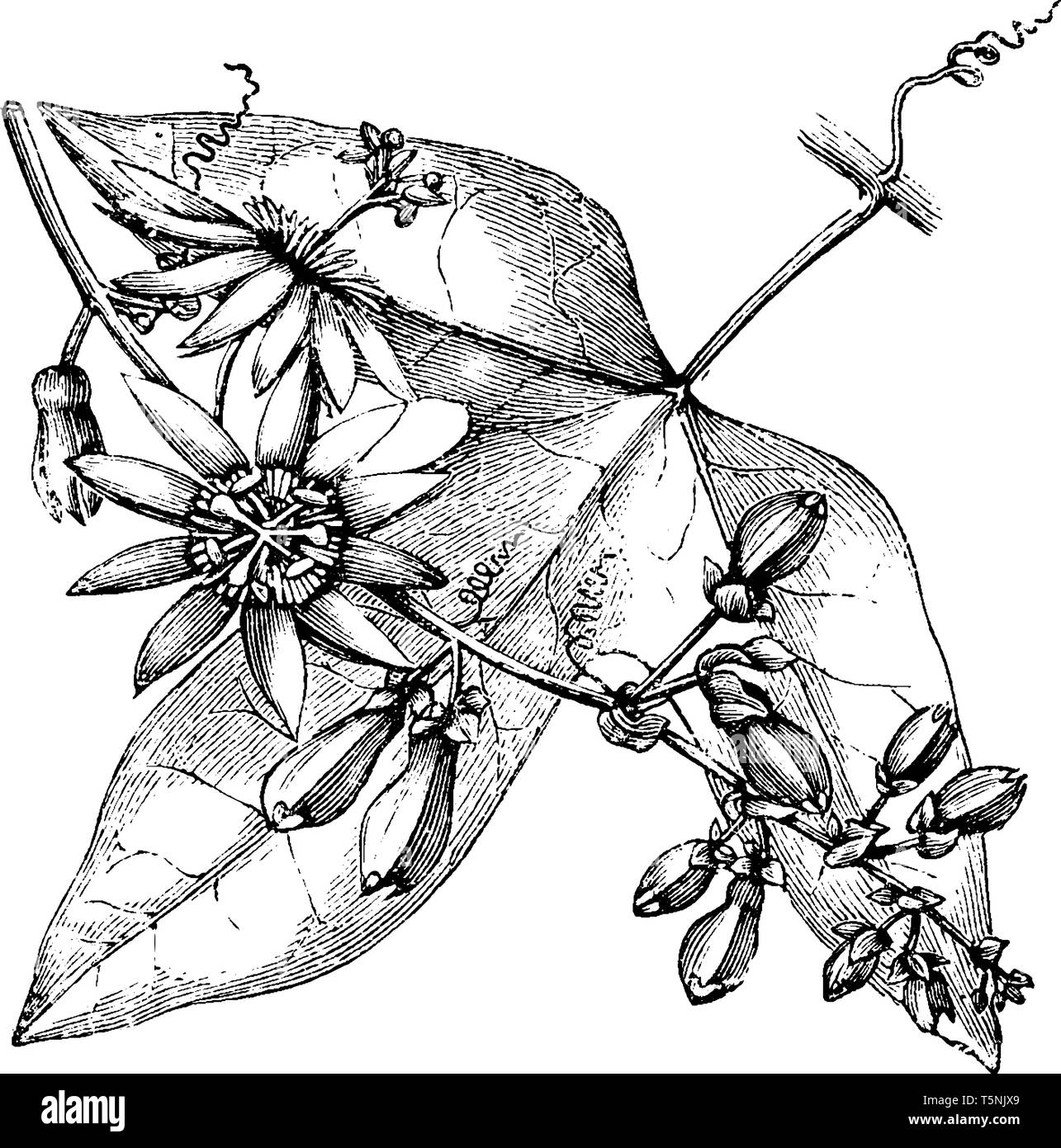 Passiflora racemosa est aussi appelé red la passion des fleurs. C'est une espèce de plantes de la famille Passifloraceae. Il dispose de 3-lobées feuilles à 10 cm Illustration de Vecteur