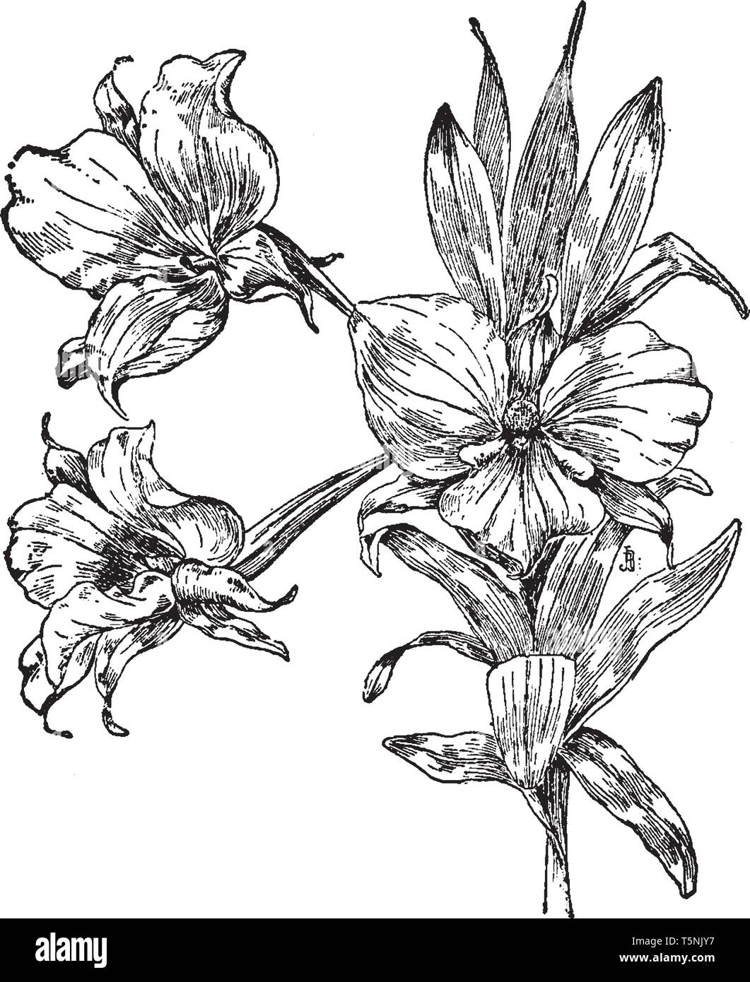 Une photo est montrant Dendrobium Dearei. C'est une espèce d'orchidée du genre Dendrobium. Il est constaté dans le Bornéo et les Philippines. Il a white Illustration de Vecteur