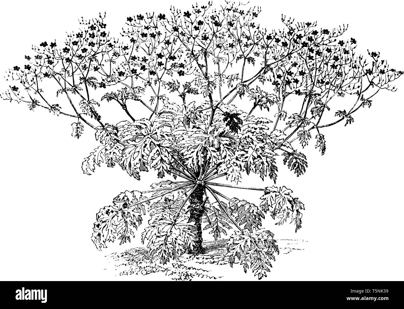 Une photo montre des Anemonaefolium géranium, communément connu sous le nom de projet de loi. grues Ses fleurs ont 5 pétales et sont de couleur rouge violacé. Les feuilles sont longues Illustration de Vecteur