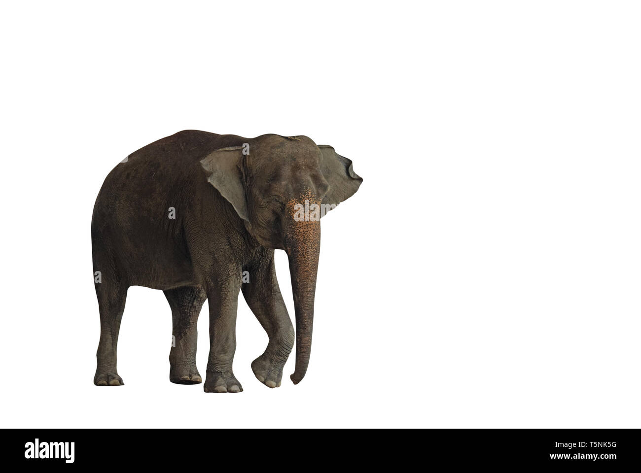 Libre circulation des éléphants asiatiques isolé sur fond blanc avec chemin de détourage et de l'espace Banque D'Images