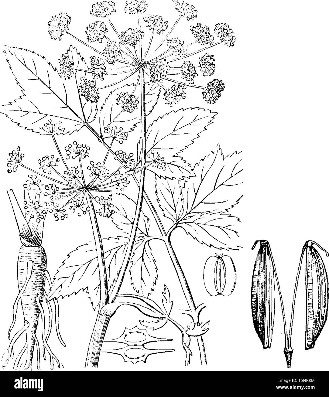 Une photo montre les différentes parties d'Archangelica officinalis également connu sous le nom de l'angélique qui est une plante de la famille des Apiacées, Illustration de Vecteur