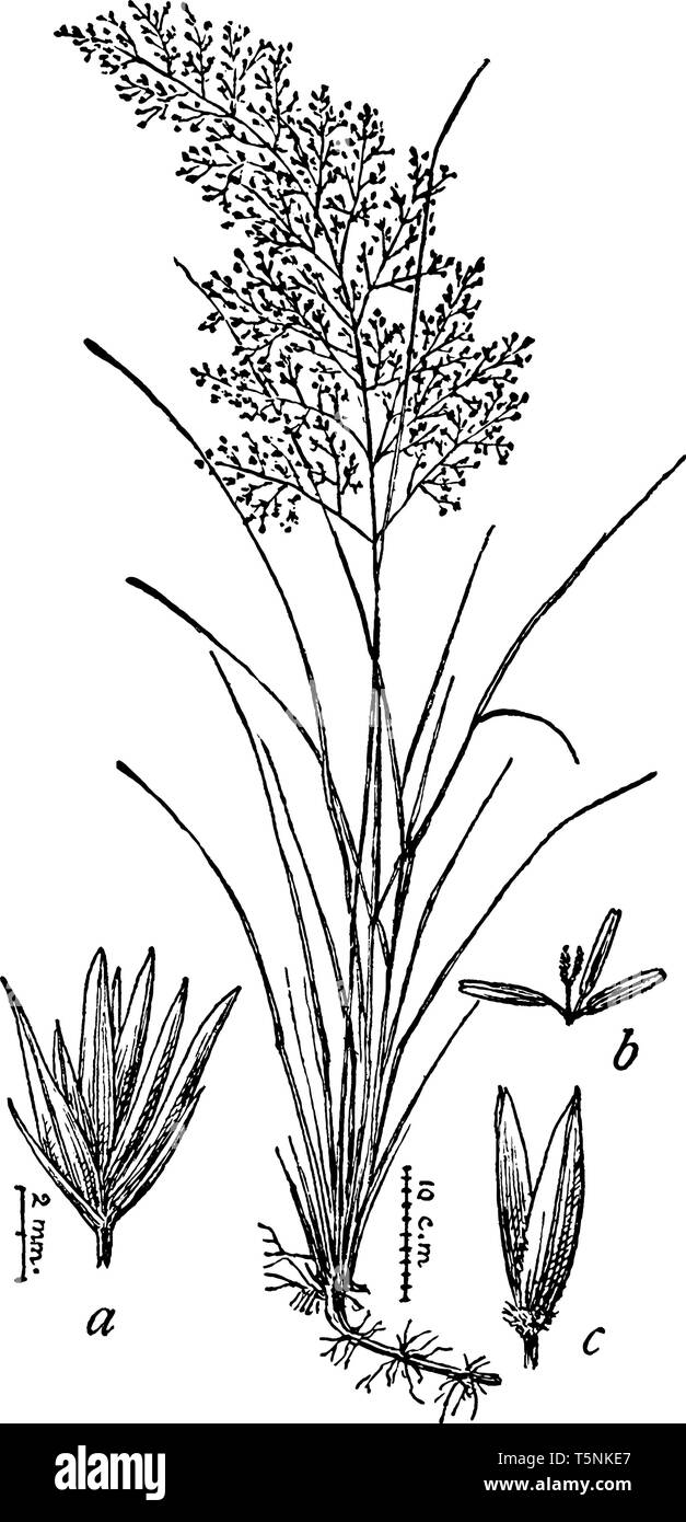 C'est droit de jaillissement de l'herbe. L'herbe est de 2 à 2 1/2 pieds de haut et le limbe des feuilles est lisse, l'intérieur des rouleaux, vintage dessin ou gravure sur illust Illustration de Vecteur