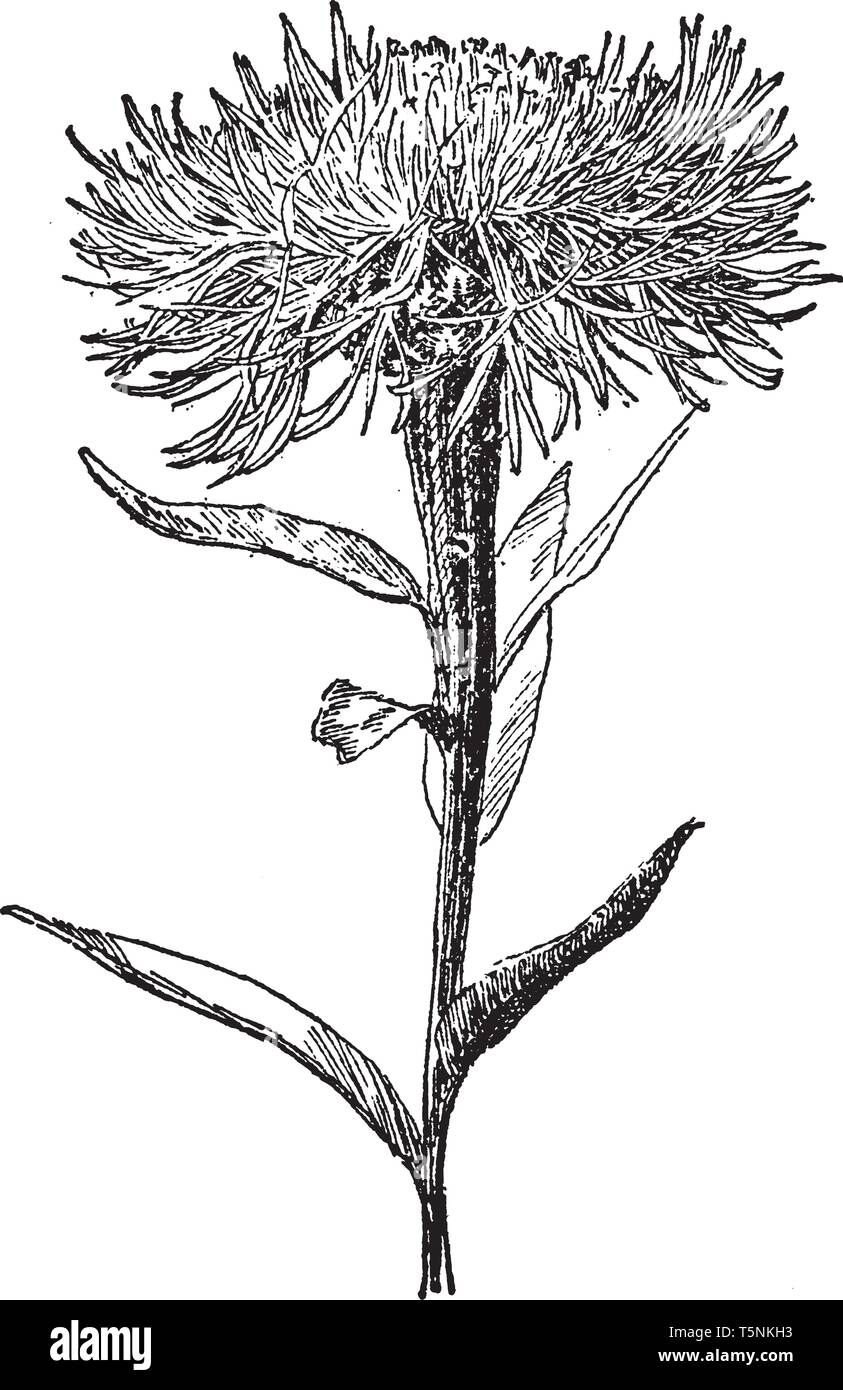 Centaurea Americana est connu sous le panier fleur. Les fleurs sont rose-lavande, capitules filamenteux avec centres de couleur crème, vintage line drawin Illustration de Vecteur