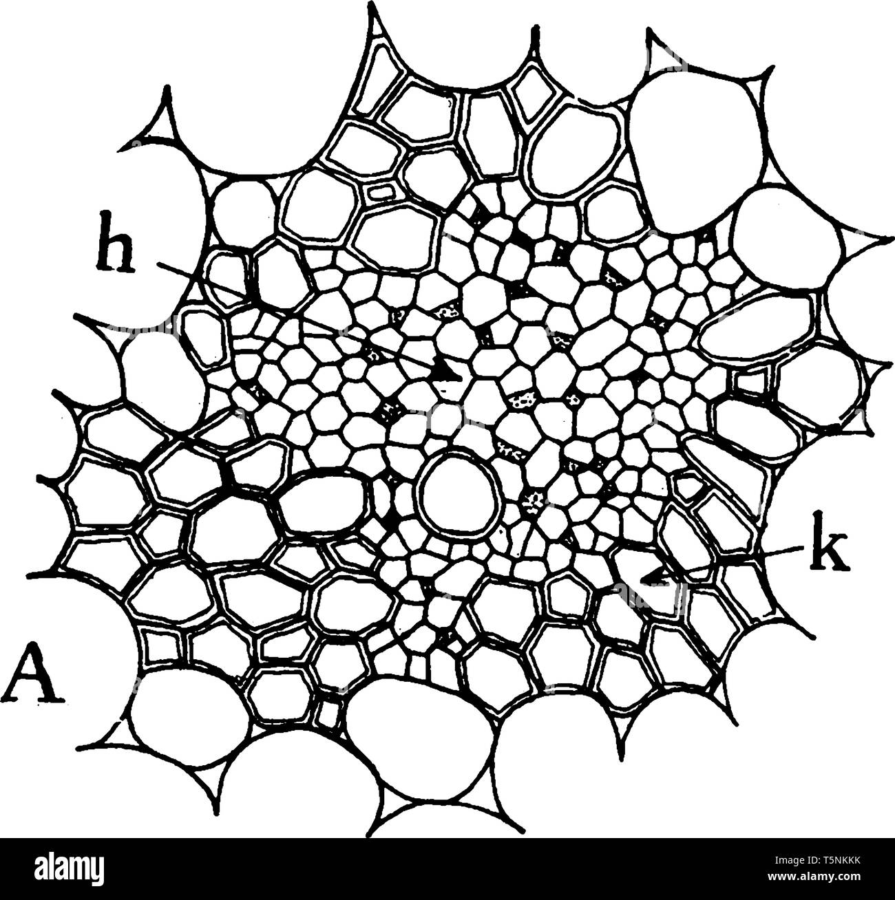 Cette photo montrant un faisceau vasculaire concentriques. L'air net, c'est un millésime dense, dessin ou gravure illustration. Illustration de Vecteur