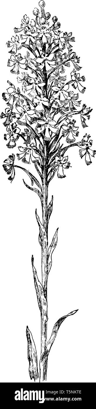 Platanthera Psycodes, communément appelé moindre purple fringed orchid ou petit-pourpre frangée, est une espèce d'orchidée, genre Platanthera, occurrin Illustration de Vecteur