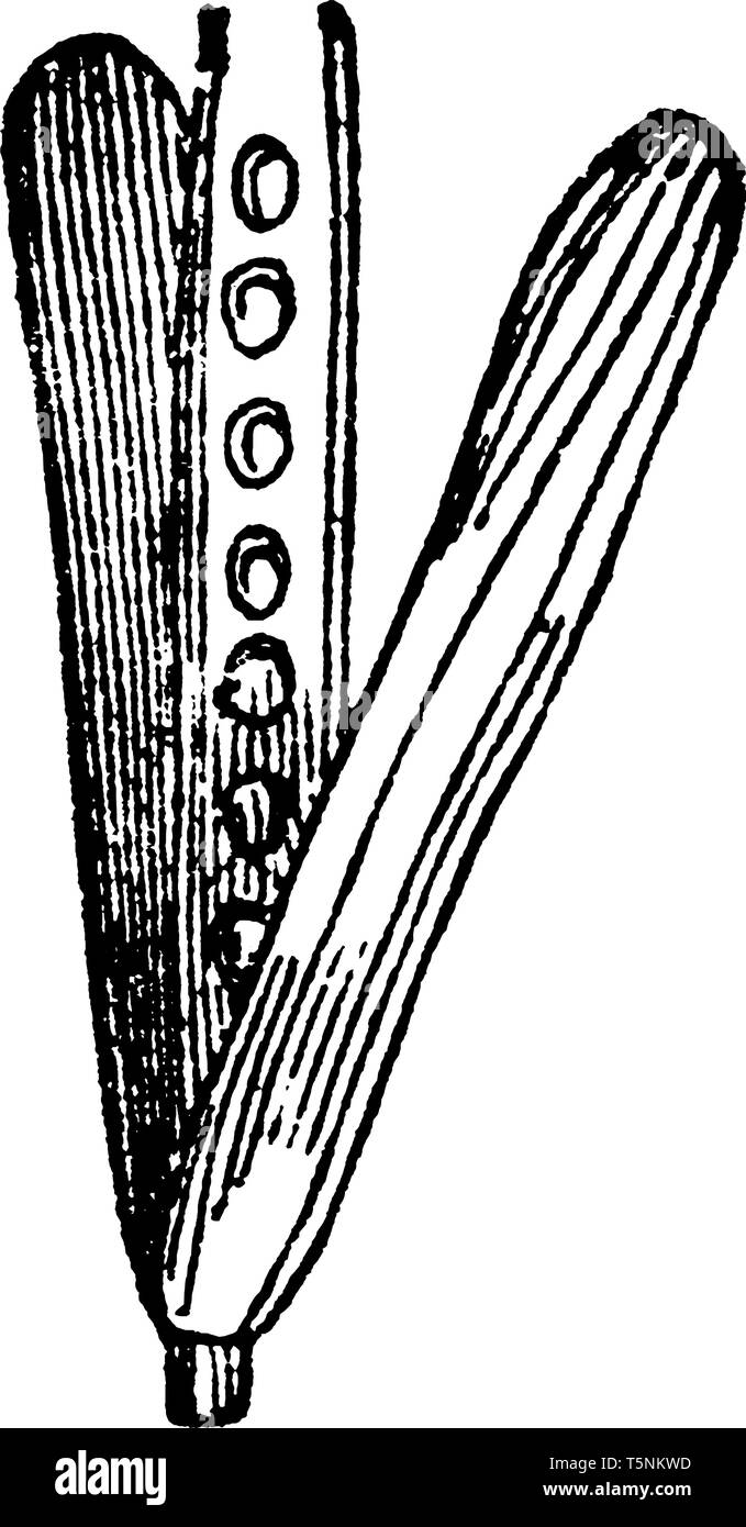 Il s'agit d'une image est de pod. Cela ressemble à un pod pod pois, qui s'est ouverte, vintage dessin ou gravure illustration. Illustration de Vecteur