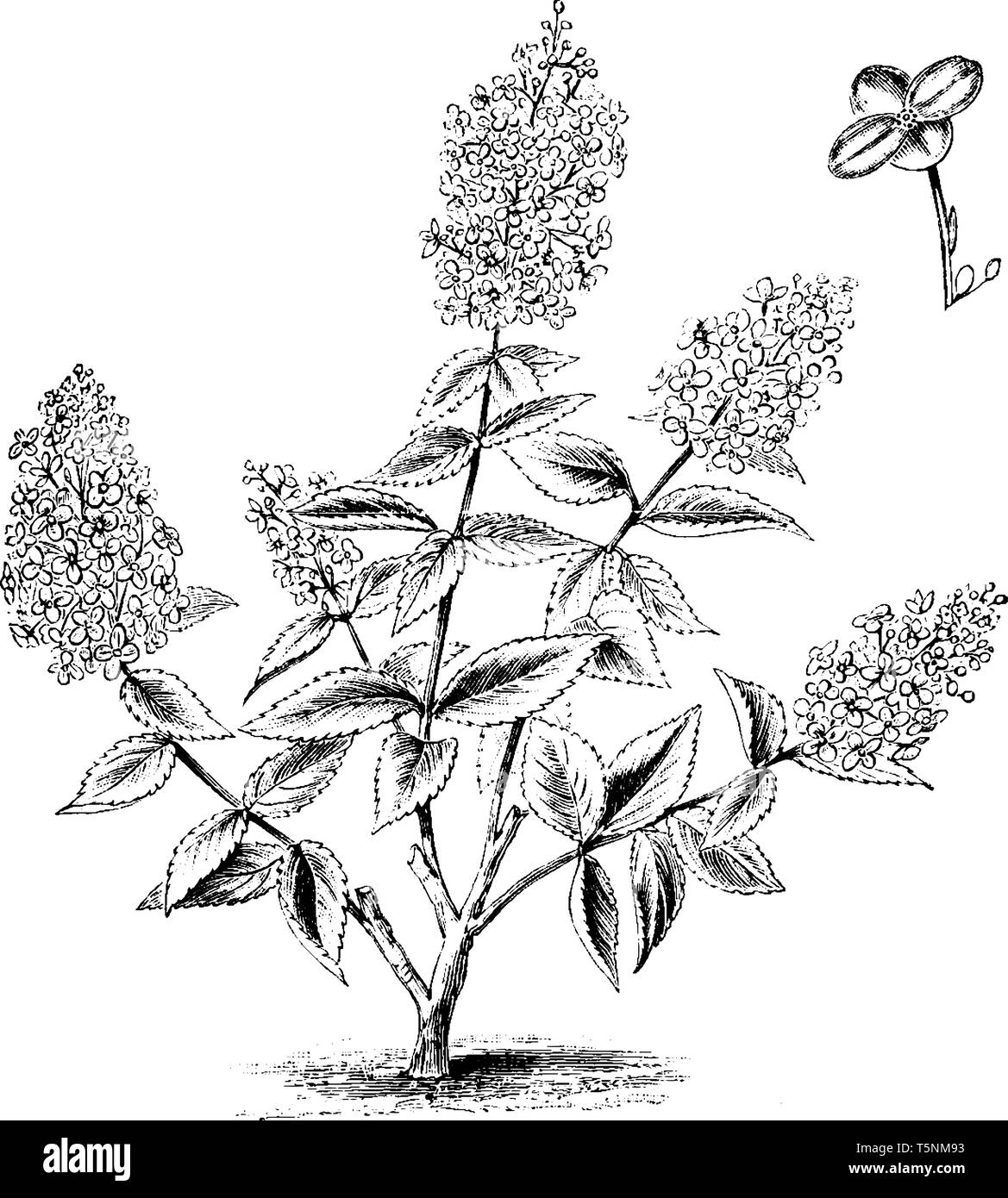 Cette photo montre une habitude et détaché simple fleur d'Hydrangea paniculata grandiflora la tige, les feuilles et fleurs en forme d'étoile originaire du sud de l'un Illustration de Vecteur