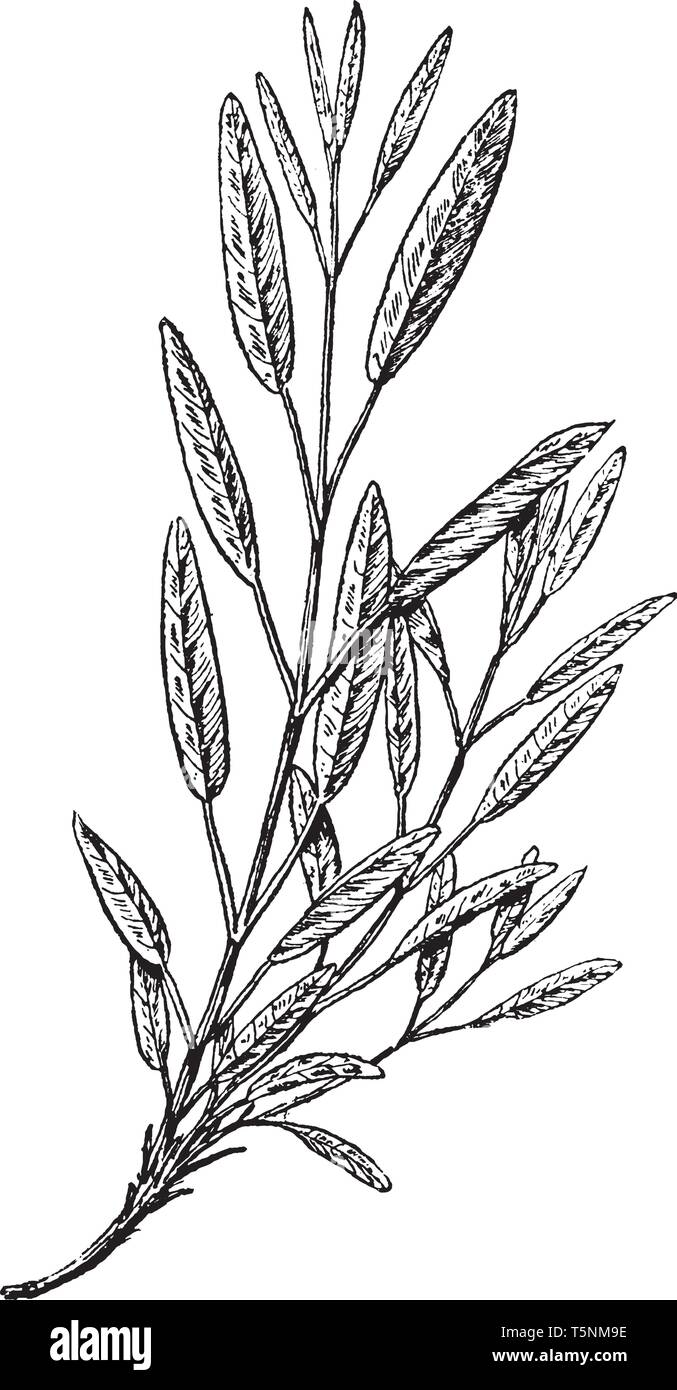 Une photo montrant la direction générale et des fleurs de sauge commune, une cuisine commune et d'une plante médicinale. Il est également utilisé avec des thés, vintage dessin Illustration de Vecteur