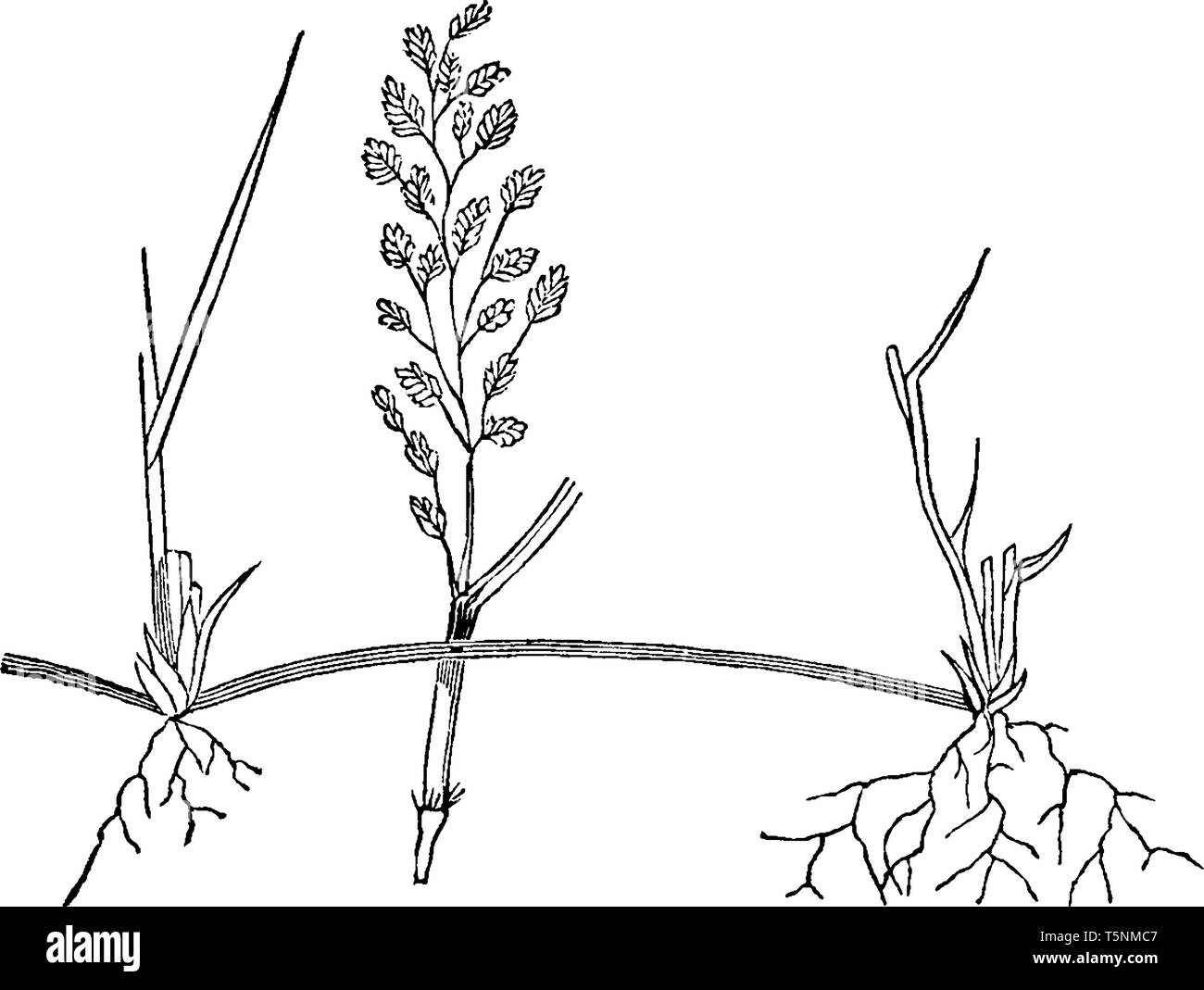 Cette photo montre le processus de croissance du gazon, les lames sont longs et droits en période de pointe, les feuilles supérieures sont plus petites, les racines sont fines et Illustration de Vecteur