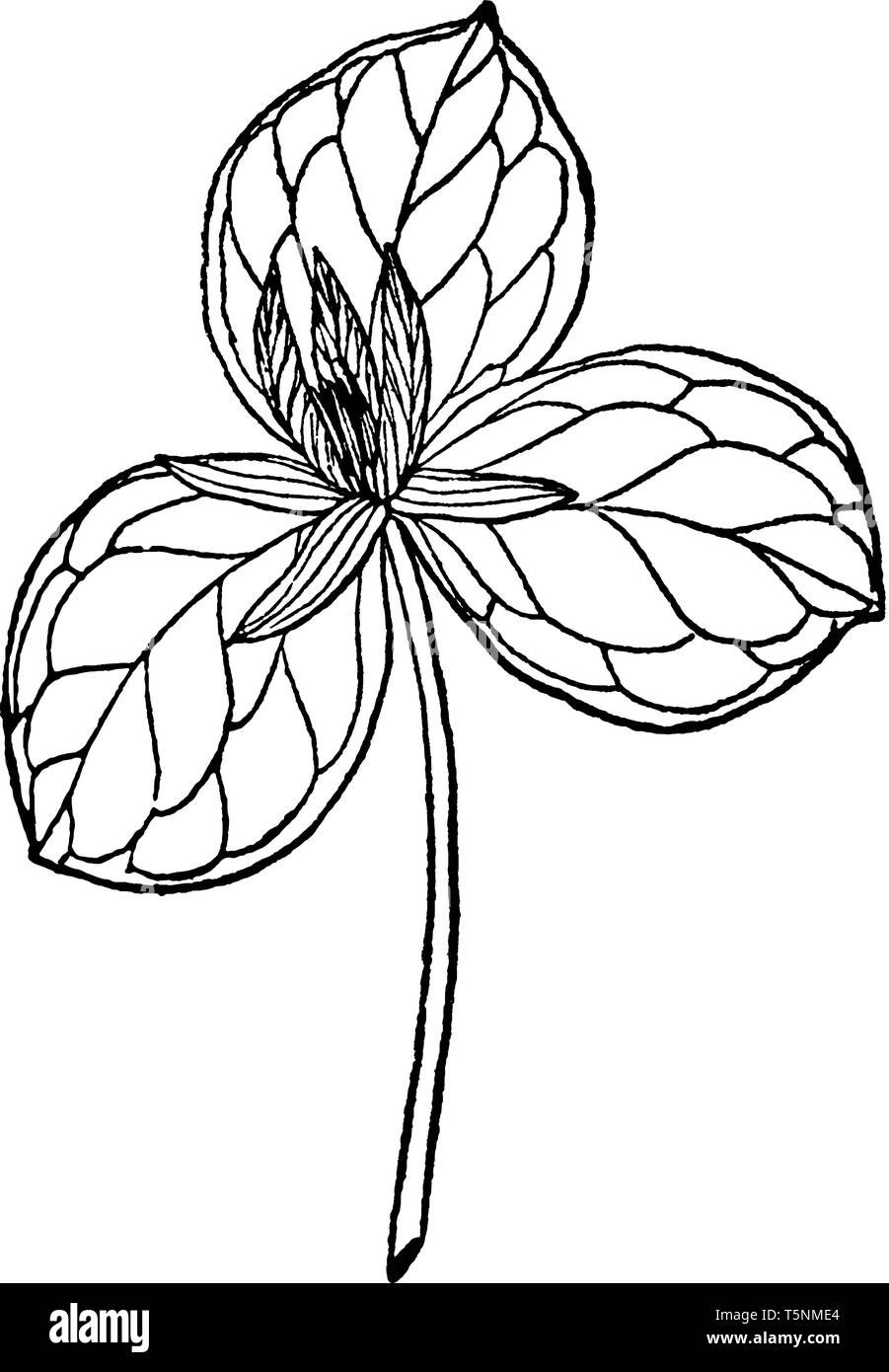 L'ombre est un crapaud printemps vivace plante fleur sauvage. Flower niché au milieu de ses trois feuilles, vintage dessin ou gravure illustration. Illustration de Vecteur