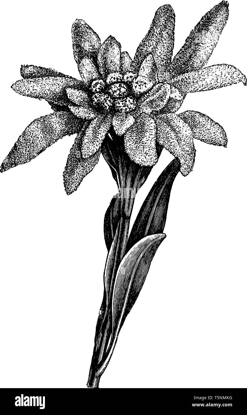 Une photo montre des edelweiss, également connu sous le nom de Leontopodium alpinum. C'est une fleur de montagne bien connu, appartient à la famille des Asteraceae. La fleur Illustration de Vecteur