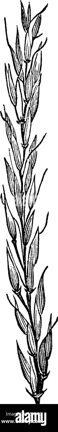 Cette photo est de l'herbe, les tiges de bois à pointes longues et minces, les feuilles sont petites et courtes, dessin de ligne vintage ou gravure illustration. Illustration de Vecteur