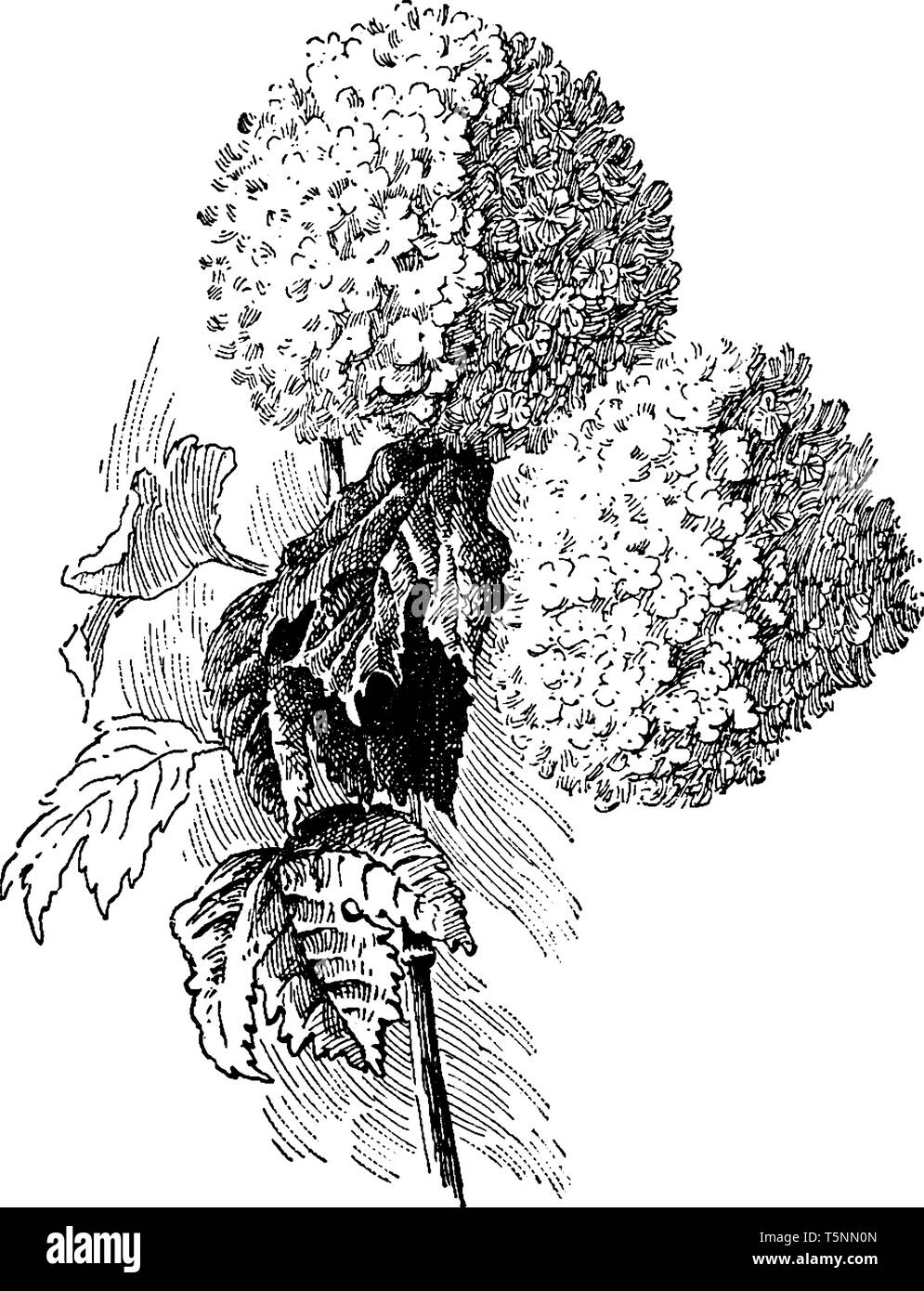 Une photo montrant la branche de Viburnum opulus avec des grappes de fleurs blanches et de fruits rouges, vintage dessin ou gravure illustration. Illustration de Vecteur