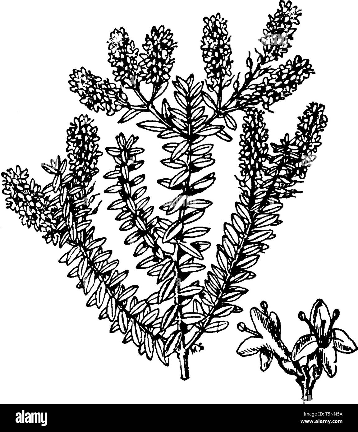 Cette photo représente l'usine Plantaginaceaea est nom de famille Veronica Traversii est plantes ornementales trouve principalement en Nouvelle Zélande, vintage line drawin Illustration de Vecteur