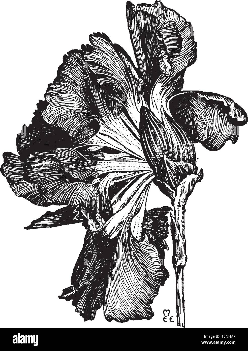 Fleur oeillet est connu comme Dianthus. Les fleurs peuvent être de couleur rouge, rose, blanc, violet, vert et plus vintage, dessin ou gravure illustration. Illustration de Vecteur
