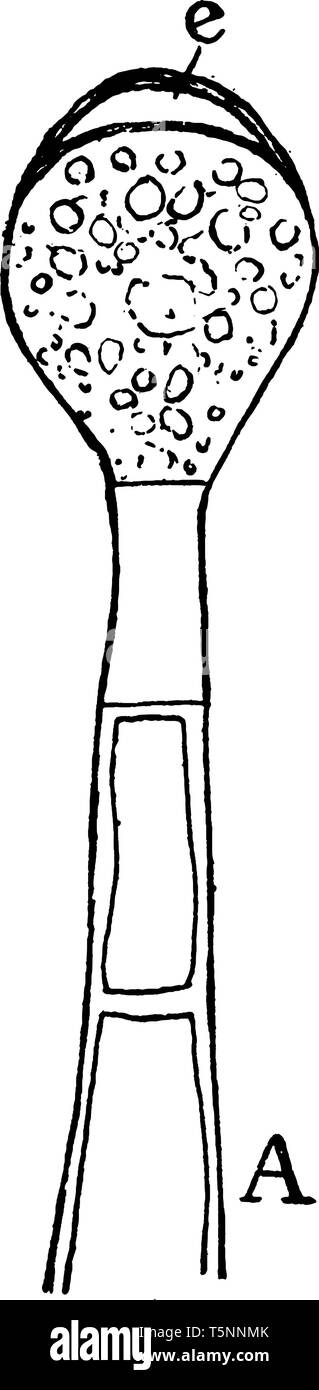 Ses tiges sont succulentes, hairy lorsque de jeunes devenant pas ligneux avec l'âge. Les feuilles ont souvent une marque foncée en forme de fer à cheval, donnant naissance à la fois la Illustration de Vecteur