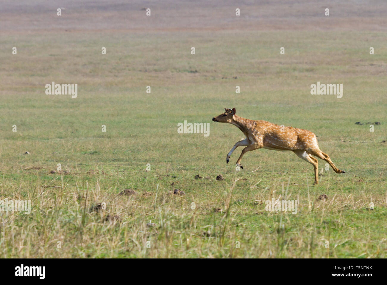 Spotted Deer ou Axis axis en itinérance Dhikala grassland à Jim Corbett National Park en Inde Banque D'Images