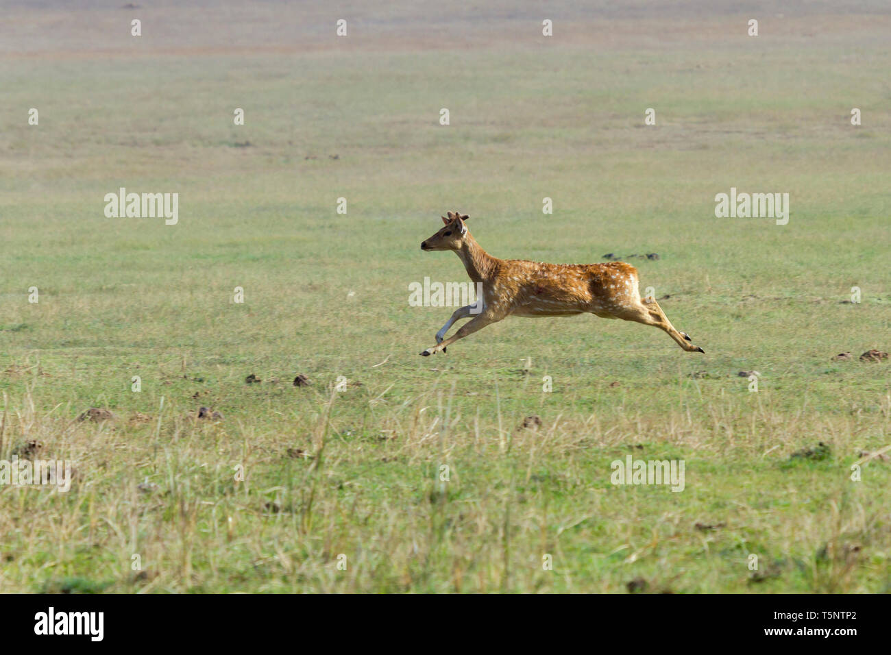 Spotted Deer ou Axis axis en itinérance Dhikala grassland à Jim Corbett National Park en Inde Banque D'Images