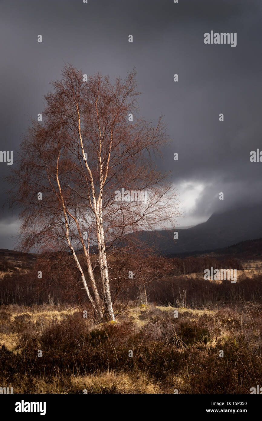 Une arborescence de bouleau blanc est capturé par un rayon de soleil sur fond de ciel dévorant et les montagnes. L'Écosse. 2019 Banque D'Images