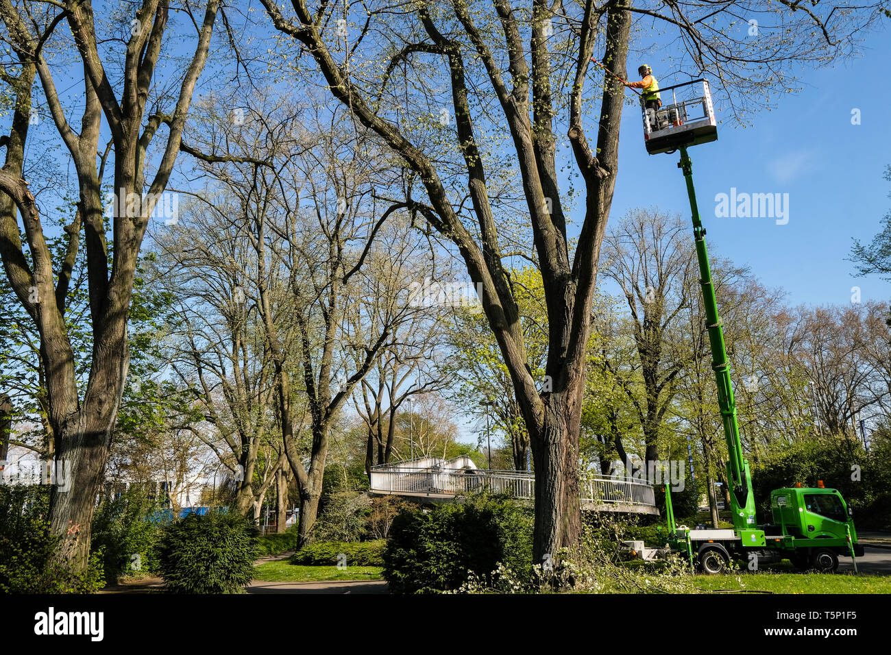 Travailleur sur un chariot élévateur, d'élagage sur les arbres le long de la route fédérale no. 1 dans la zone urbaine de Dortmund, Allemagne Banque D'Images