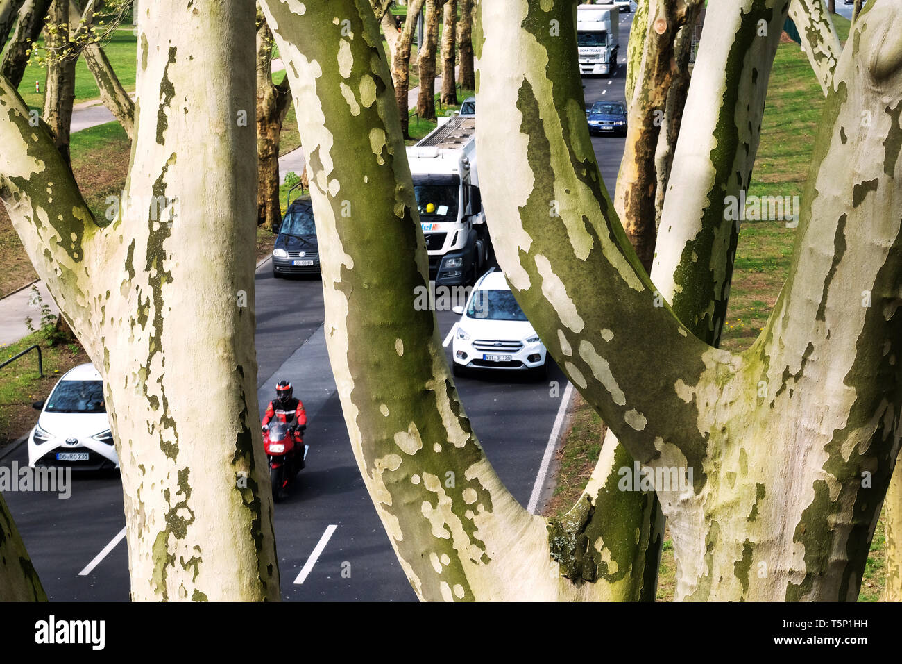 Camions et voitures de route entre les platanes du vieil arbre de l'avenue de la Federal Highway No.1 (Ruhrschnellweg) dans la zone urbaine de Dortmund, Allemagne. --- Plantanen Lastwagen fahren in der alten Baumallee auf der Deutschen Alleenstraße der Bundesstraße 1 Ruhrschnellweg im Stadtgebiet von Dortmund, Allemagne. Banque D'Images