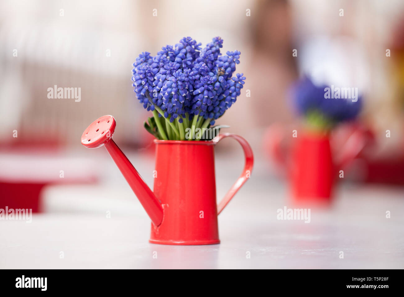 Beau bouquet de muscari ou muscaris dans un petit arrosoir rouge. Gros plan d'une fleur muscari bleu Banque D'Images