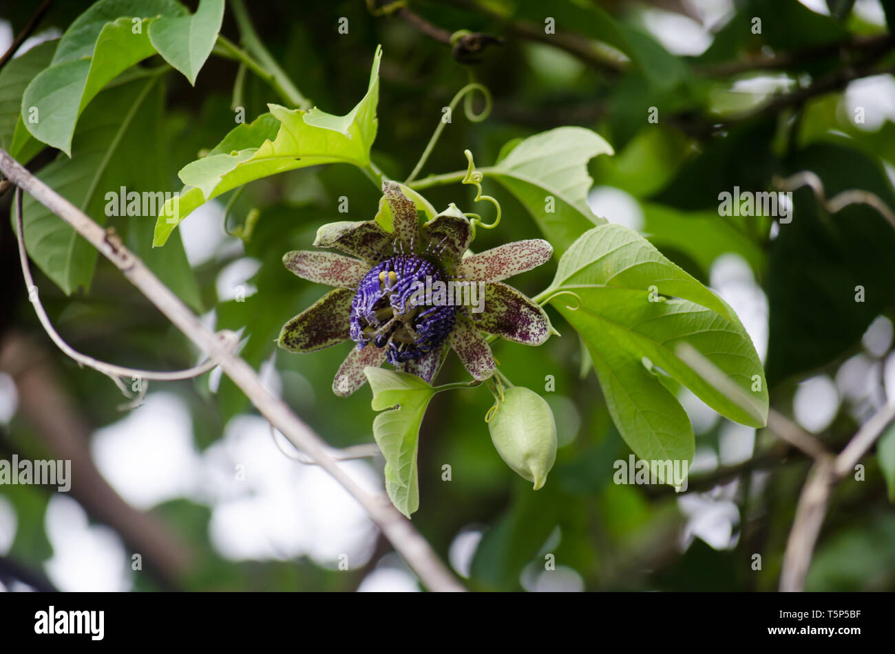 Les bourgeons et fleurs de Passiflora platyloba Banque D'Images