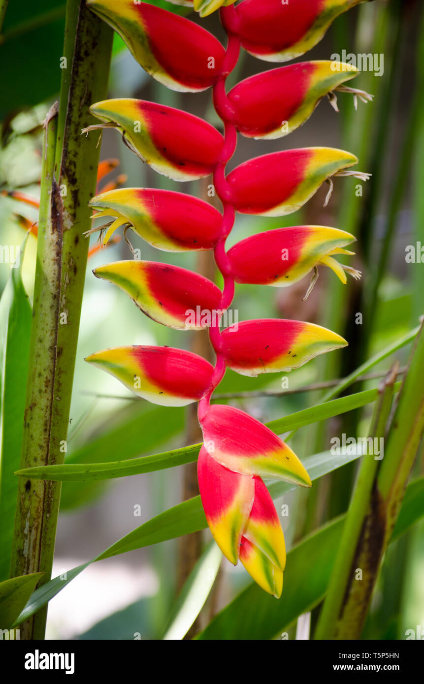 Heliconia Rostrata sait également que la pendaison lobster claw Banque D'Images