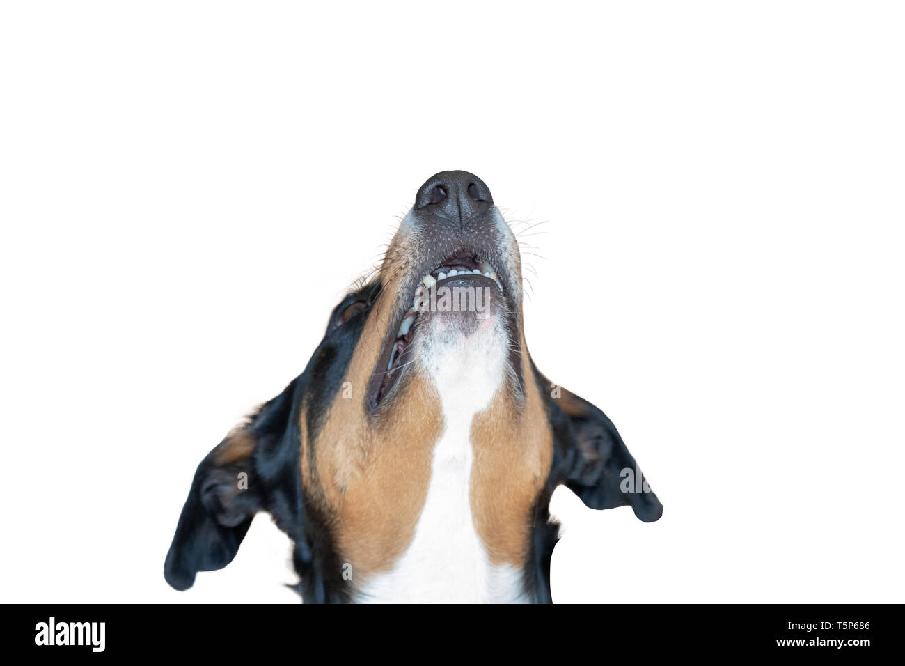 L'Appenzeller Mountain Dog looking up against a white background Banque D'Images
