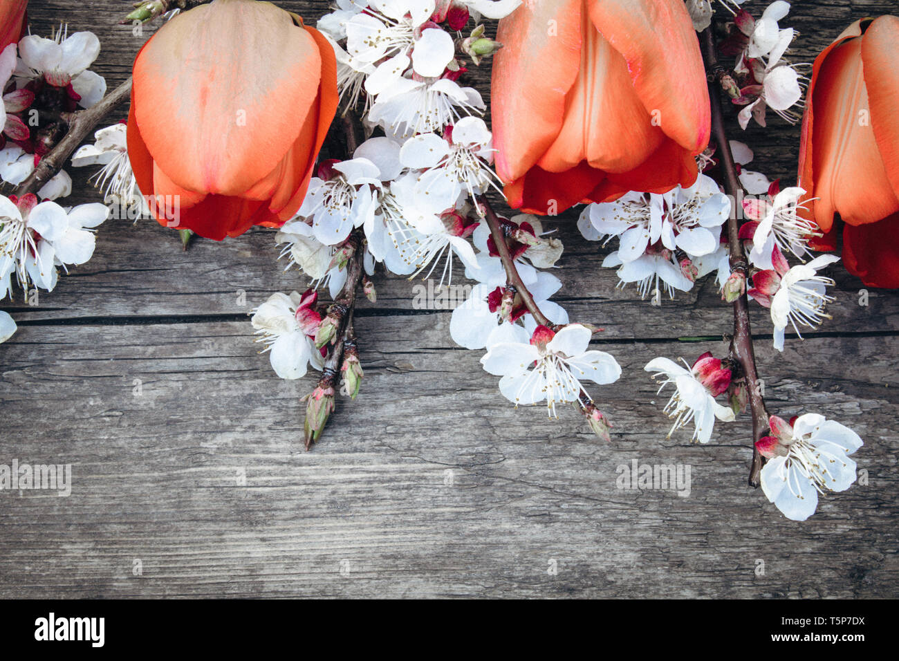 Avec Bouquet de fleurs et d'abricot blanc tulipes rouges sur fond de vieux, les planches de bois. Place pour le texte. Le concept du printemps a venir. Banque D'Images