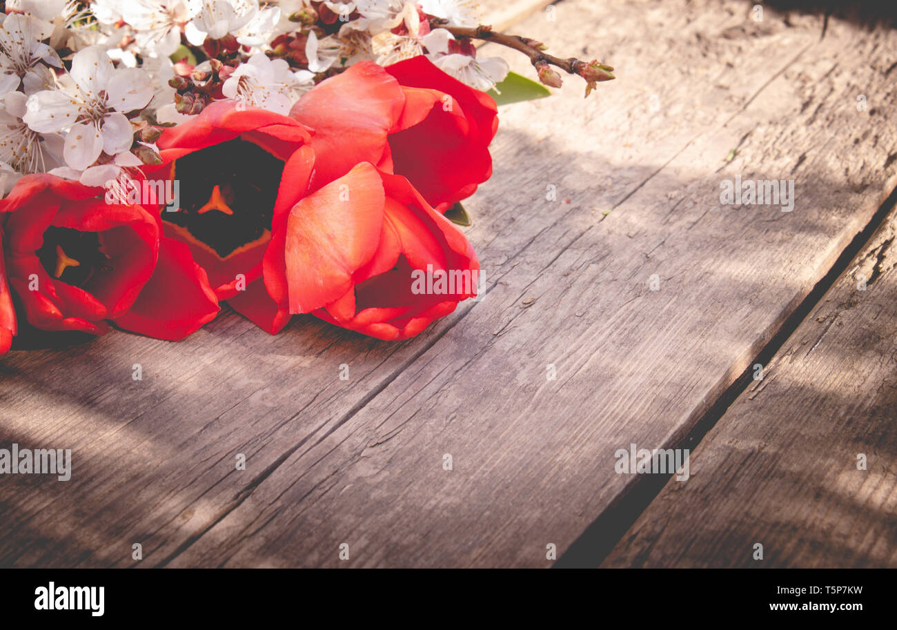 Avec Bouquet de fleurs et d'abricot blanc tulipes rouges sur fond de vieux, les planches de bois. Place pour le texte. Le concept du printemps a venir. Banque D'Images