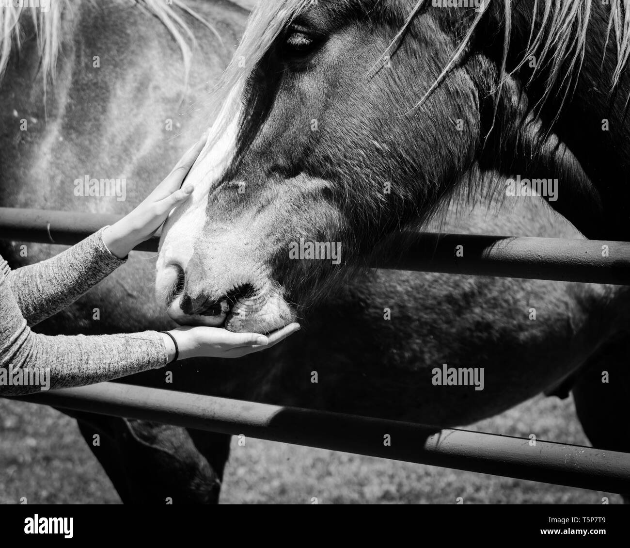 Main de femme image filtrée belge alimentation cheval lourd au niveau de l'exploitation en Amérique du Nord du Texas, Banque D'Images