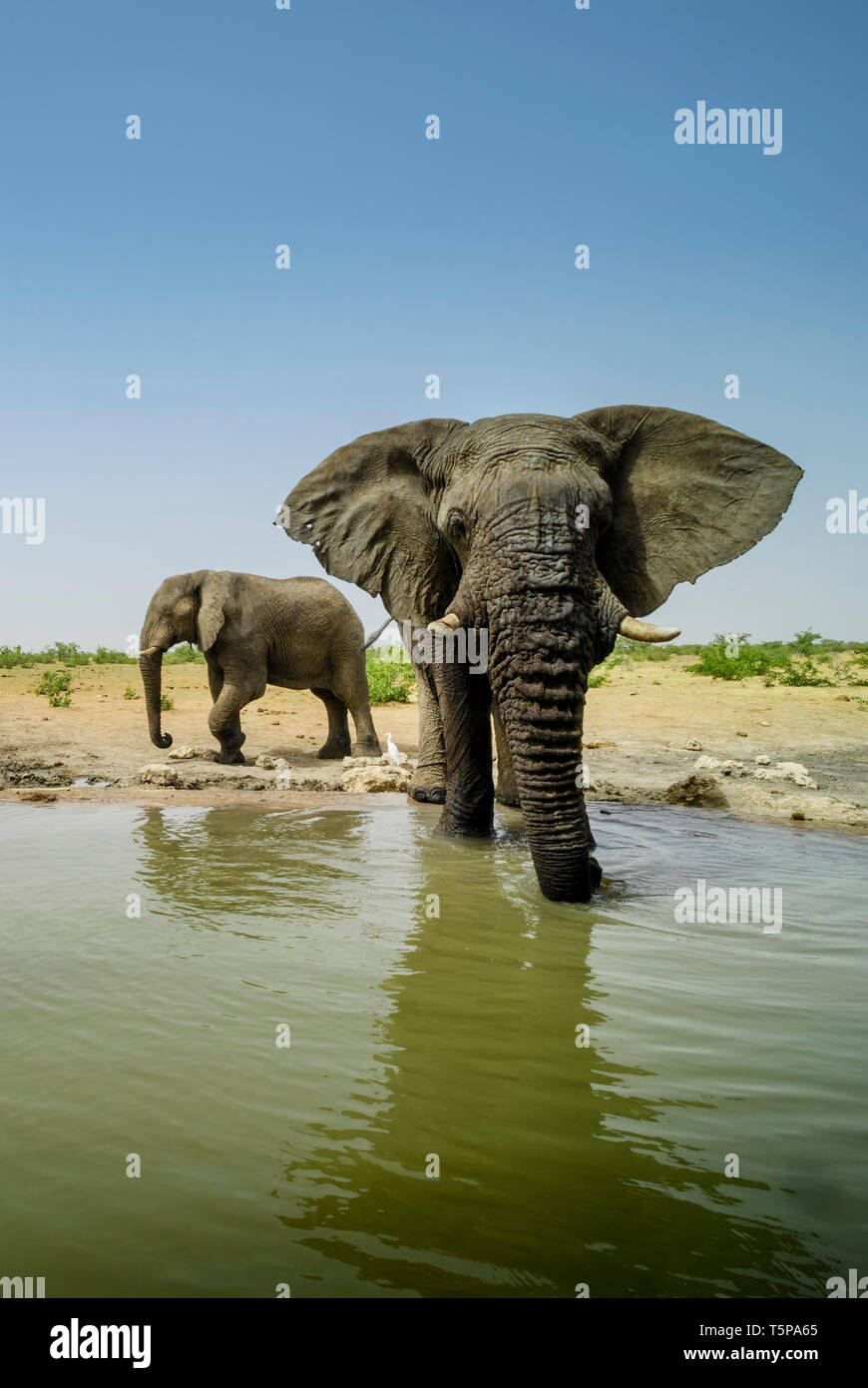 Bush africain Elephant - Loxodonta africana, membre emblématique de l'Afrique de cinq grands, Safari dans le parc d'Etosha, Namibie. Banque D'Images