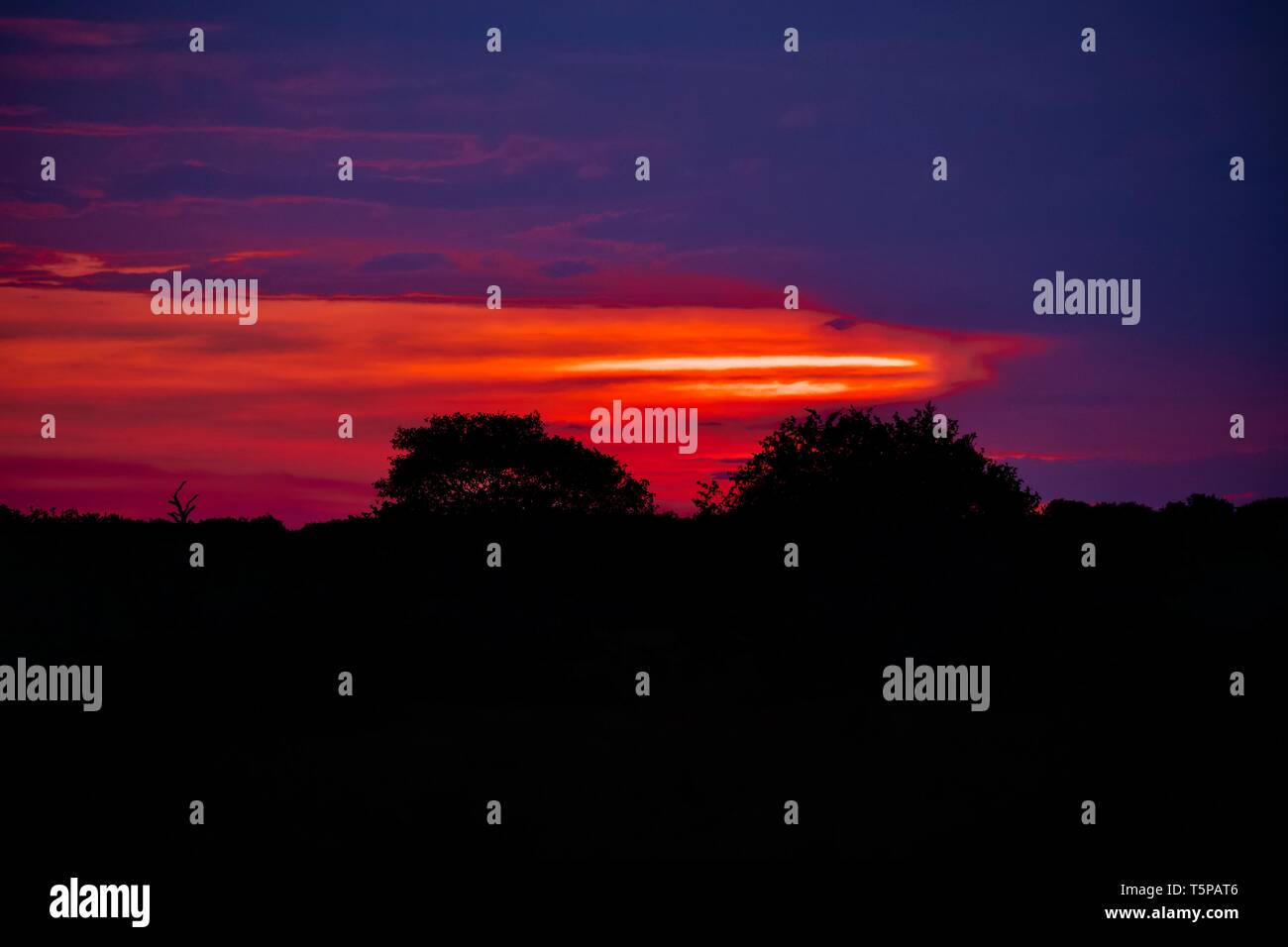 Au coucher du soleil d'Afrique Botswana Savute Banque D'Images